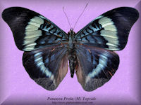 241-butterfly-Panacea-Prola-(Topside)-South America